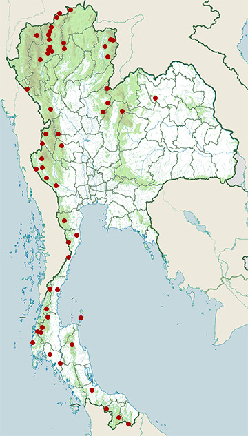 Distribution map of Rufous-fronted babbler, Cyanoderma rufifrons in Thailand