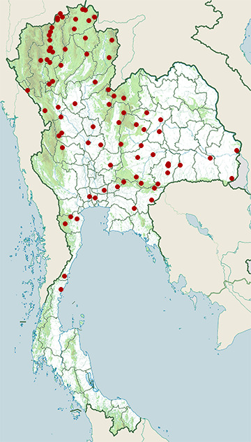 Distribution map of Rufous-winged buzzard, Butastur liventer in Thailand