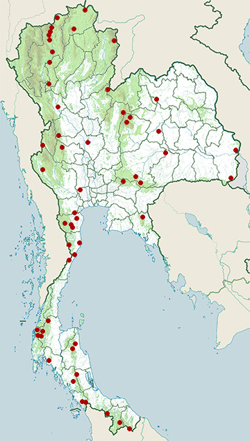 Distribution map of Rufous woodpecker, Micropternus brachyurus in Thailand