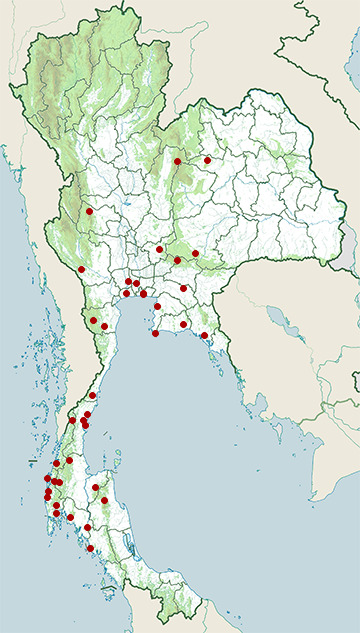 Distribution map of Sakhalin leaf warbler, Phylloscopus borealoides in Thailand