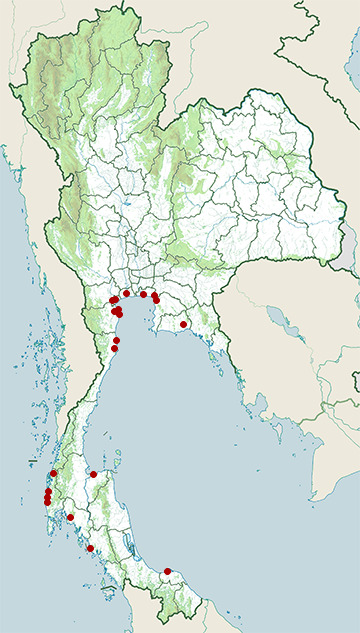 Distribution map of Sanderling, Calidris alba in Thailand