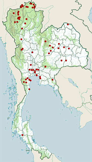 Distribution map of Siberian rubythroat, Calliope calliope in Thailand