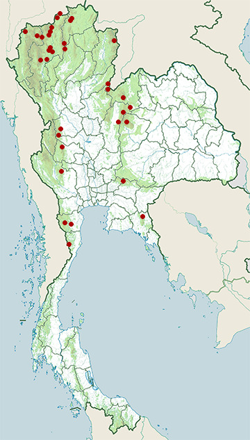 Distribution map of Slaty-backed forktail, Enicurus schistaceus in Thailand