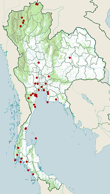 Distribution map of Slaty-breasted rail, Lewinia striata in Thailand