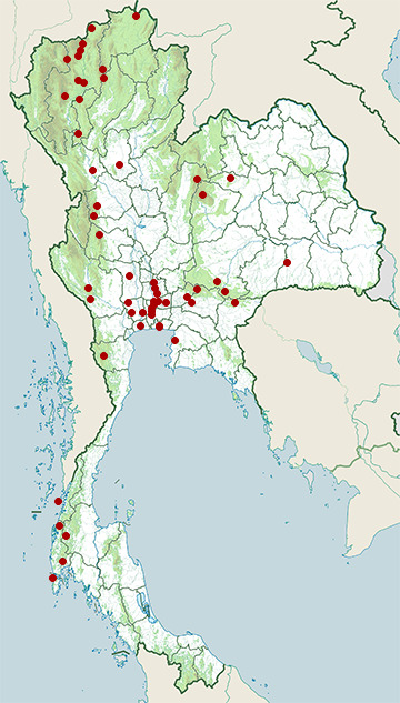 Distribution map of Small minivet, Pericrocotus cinnamomeus in Thailand