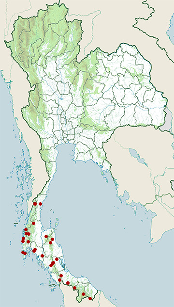 Distribution map of Spectacled bulbul, Ixidea erythropthalmos in Thailand