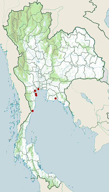 Distribution map of Spoon-billed sandpiper, Calidris pygmaea in Thailand