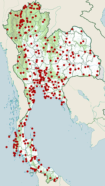 Distribution map of Eastern spotted dove, Spilopelia chinensis in Thailand