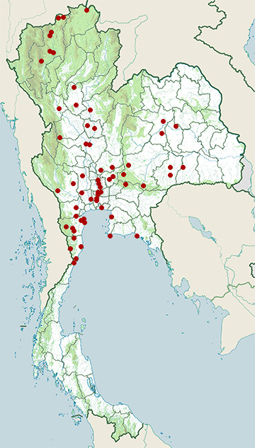 Distribution map of Spotted owlet, Athene brama in Thailand