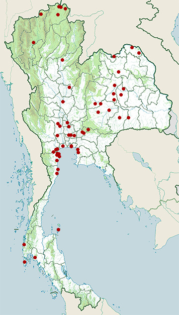 Distribution map of Spotted redshank, Tringa erythropus in Thailand