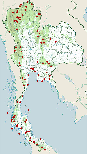 Distribution map of Square-tailed drongo-cuckoo, Surniculus lugubris in Thailand