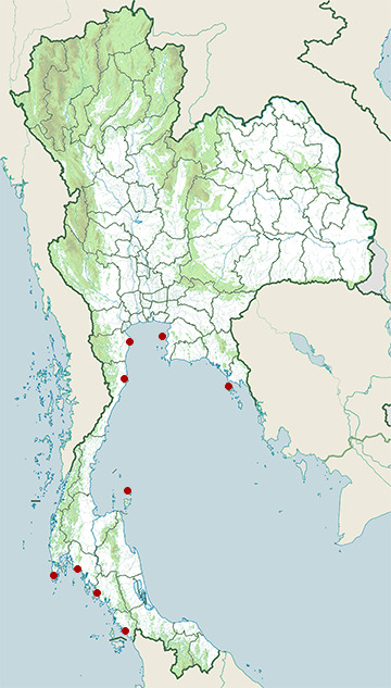 Distribution map of Pomarine jaeger, Stercorarius pomarinus in Thailand