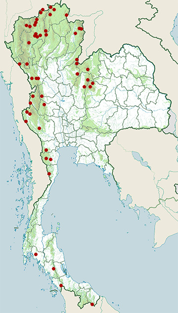 Distribution map of Streaked spiderhunter, Arachnothera magna in Thailand