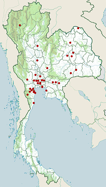 Distribution map of Streaked weaver, Ploceus manyar in Thailand