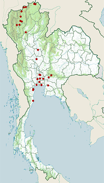 Distribution map of Striated grassbird, Megalurus palustris in Thailand