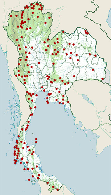 Distribution map of Stripe-throated bulbul, Pycnonotus finlaysoni in Thailand