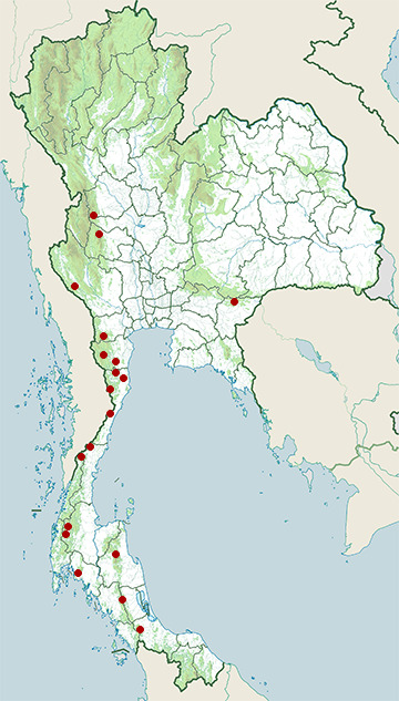 Distribution map of Stump-tailed macaque, Macaca arctoides in Thailand