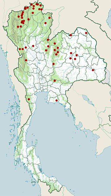 Distribution map of Swinhoe's white-eye, Zosterops simplex in Thailand