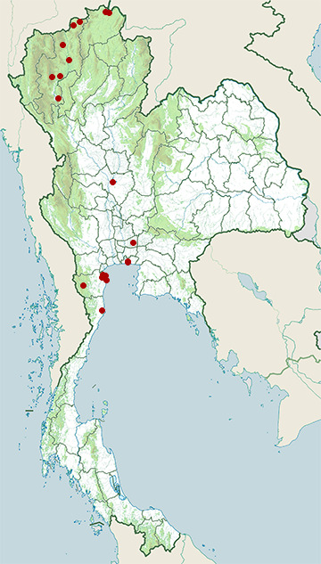 Distribution map of Ruddy Shelduck, Tadorna ferruginea in Thailand