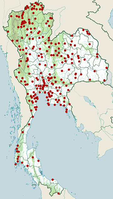 Distribution map of Taiga flycatcher, Ficedula albicilla in Thailand