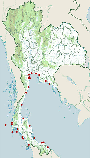 Distribution map of Terek sandpiper, Xenus cinereus in Thailand