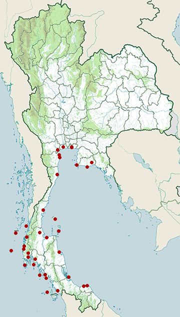Distribution map of Great crested tern, Thalasseus bergii in Thailand