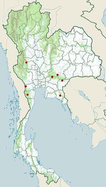 Distribution map of Stellar bug-eyed frog, Theloderma stellatum in Thailand