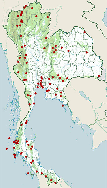 Distribution map of Thick-billed green pigeon, Treron curvirostra in Thailand