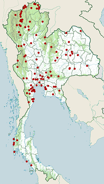 Distribution map of Thick-billed warbler, Arundinax aedon in Thailand