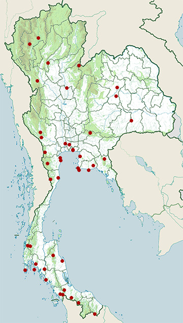 Distribution map of Tiger shrike, Lanius tigrinus in Thailand