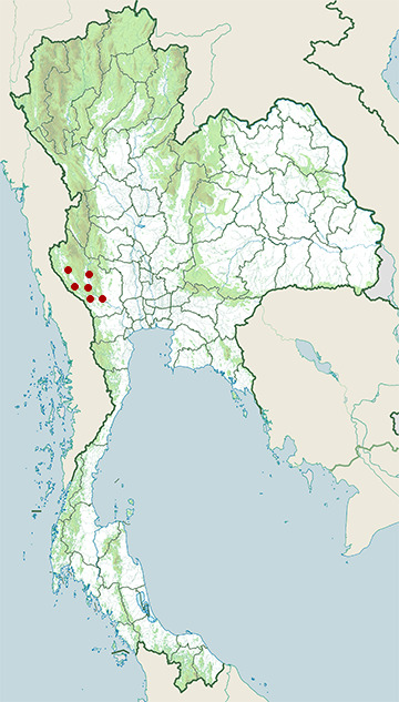Distribution map of Kanburi pit viper, Trimeresurus kanburiensis in Thailand