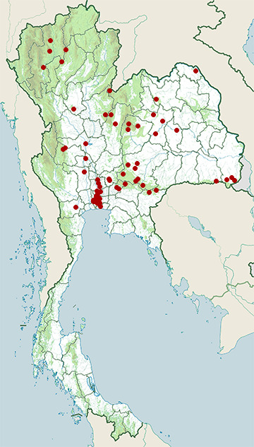 Distribution map of Large-eyed pit viper, Trimeresurus macrops in Thailand