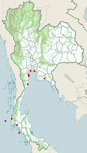 Distribution map of Grey-tailed tattler, Tringa brevipes in Thailand