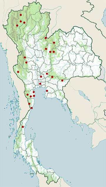 Distribution map of Northern treeshrew, Tupaia belangeri in Thailand