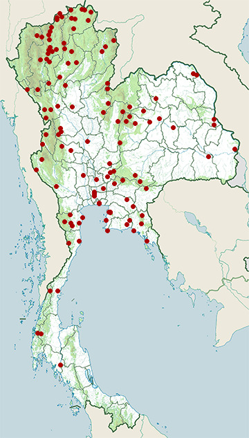 Distribution map of Two-barred leaf warbler, Phylloscopus plumbeitarsus in Thailand