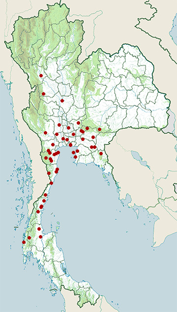 Distribution map of Vinous-breasted myna, Acridotheres leucocephalus in Thailand