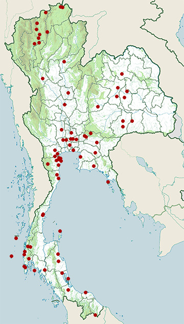 Distribution map of Watercock, Gallicrex cinerea in Thailand