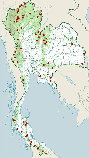Distribution map of White-bellied erpornis, Erpornis zantholeuca in Thailand
