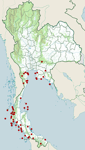 Distribution map of White-bellied sea eagle, Haliaeetus leucogaster in Thailand
