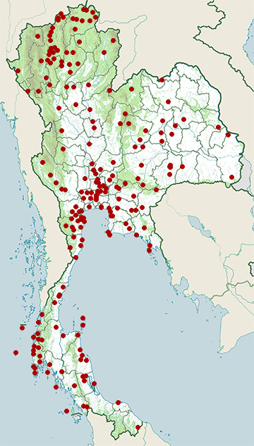 Distribution map of White-breasted waterhen, Amaurornis phoenicurus in Thailand