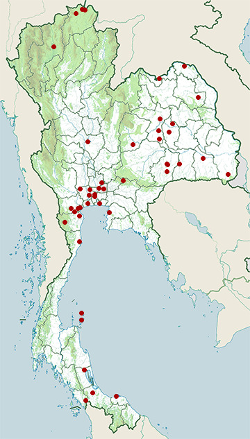 Distribution map of White-browed crake, Poliolimnas cinerea in Thailand