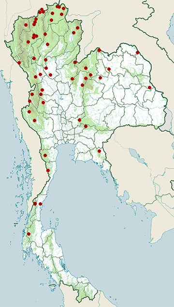 Distribution map of White-browed piculet, Sasia ochracea in Thailand
