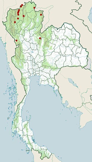 Distribution map of White-headed bulbul, Hypsipetes thompsoni in Thailand