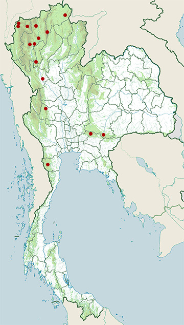 Distribution map of White-rumped falcon, Polihierax insignis in Thailand