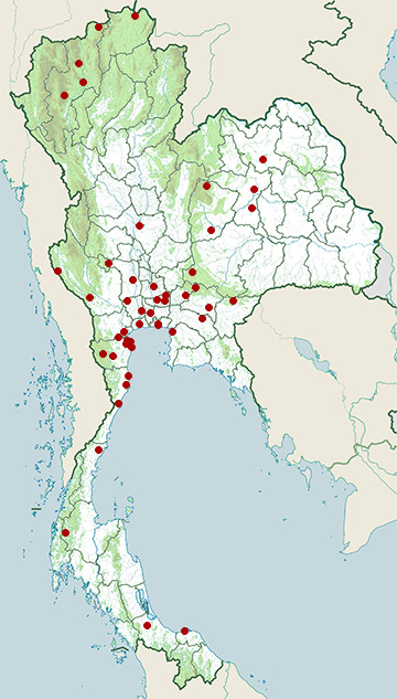 Distribution map of White-shouldered starling, Sturnia sinensis in Thailand