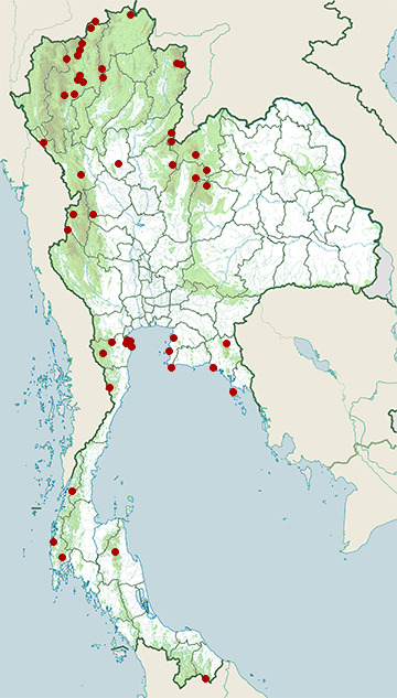 Distribution map of White-throated fantail, Rhipidura albicollis in Thailand