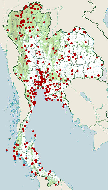 Distribution map of White-vented myna, Acridotheres grandis in Thailand