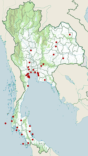 Distribution map of White-winged black tern, Chlidonias leucopterus in Thailand