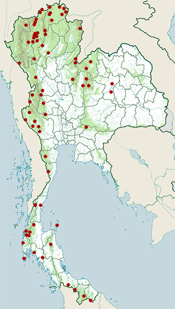 Distribution map of Yellow-bellied warbler, Abroscopus superciliaris in Thailand
