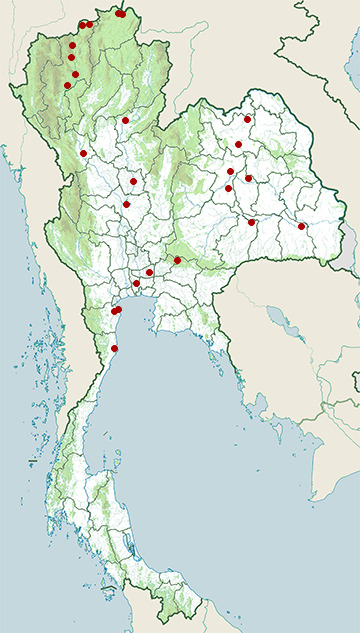 Distribution map of Yellow-breasted bunting, Emberiza aureola in Thailand